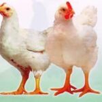 Agen Habanero Terpercaya MANDIRI – Tempat Beli Sabung Ayam Online