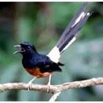 Daftar Gacor Ovo: Cara Mudah Meningkatkan Suara Burung Anda